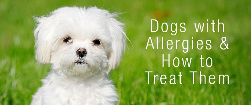 Dog Allergy Testing: How To Tell If your Dog Is Allergic ? (Symptoms & Treatments)