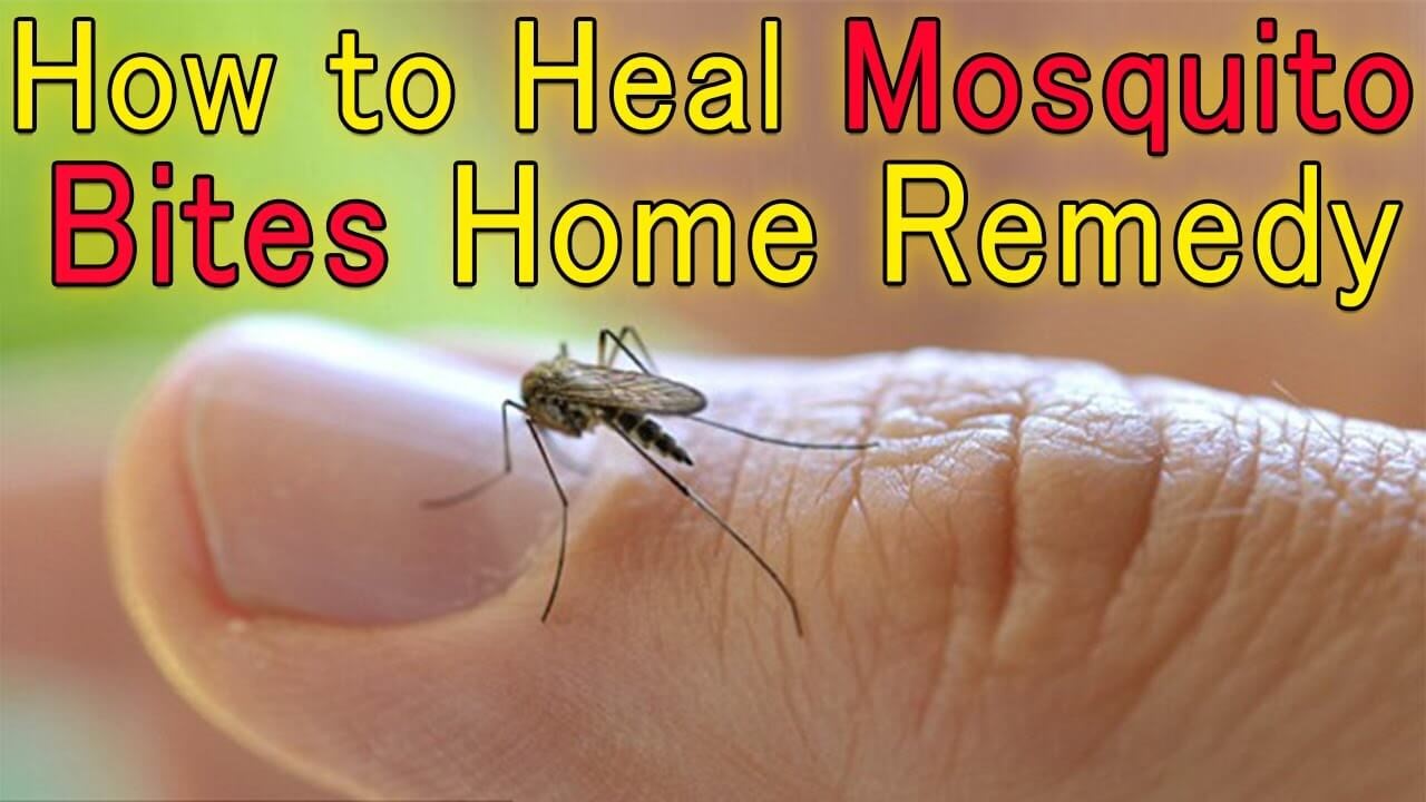 How To Get Rid Of Critical Mosquito Bite Allergy Reaction? Allergy Gate