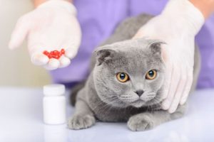 cat Medications