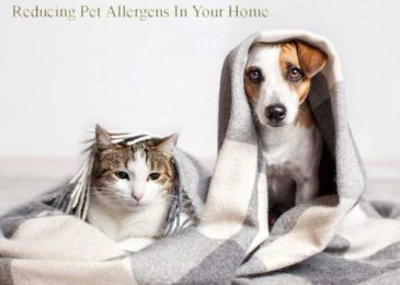 Reducing Pet Allergens In Your Home