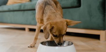 Best Dry Foods for Dogs with Skin Allergies