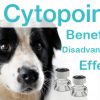 Cytopoint – the miracle cure for itching?