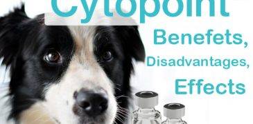 Cytopoint – the miracle cure for itching?