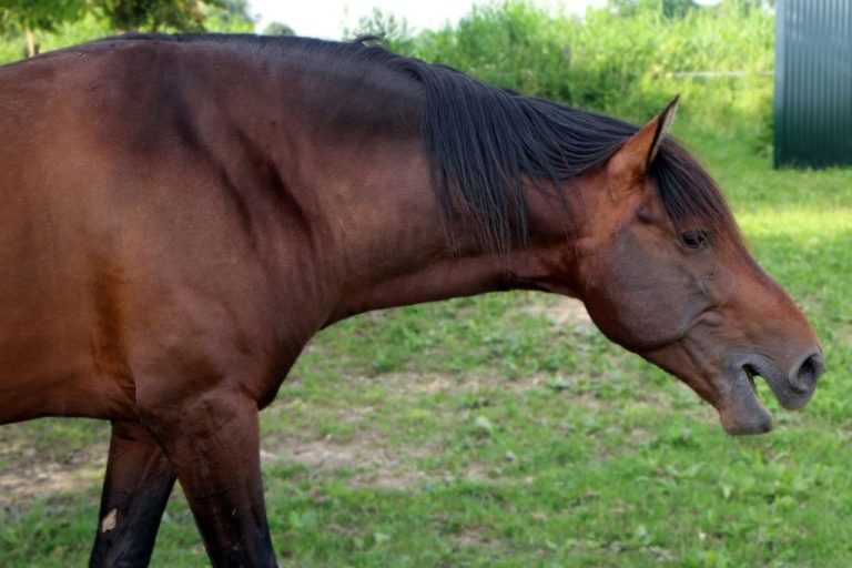 Allergy in horses 7 facts you should know Allergy Gate