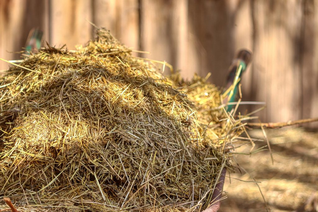 Allergy in horses 7 facts you should know Allergy Gate